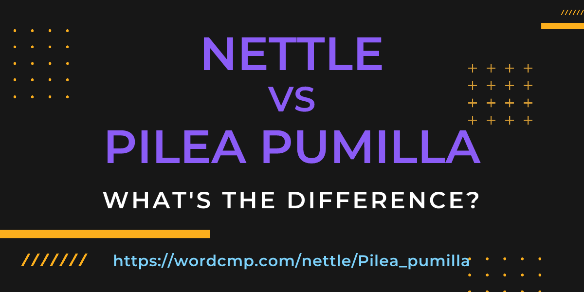 Difference between nettle and Pilea pumilla
