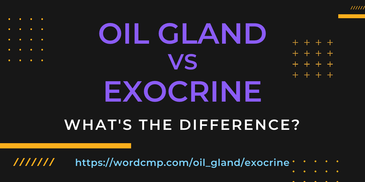 Difference between oil gland and exocrine