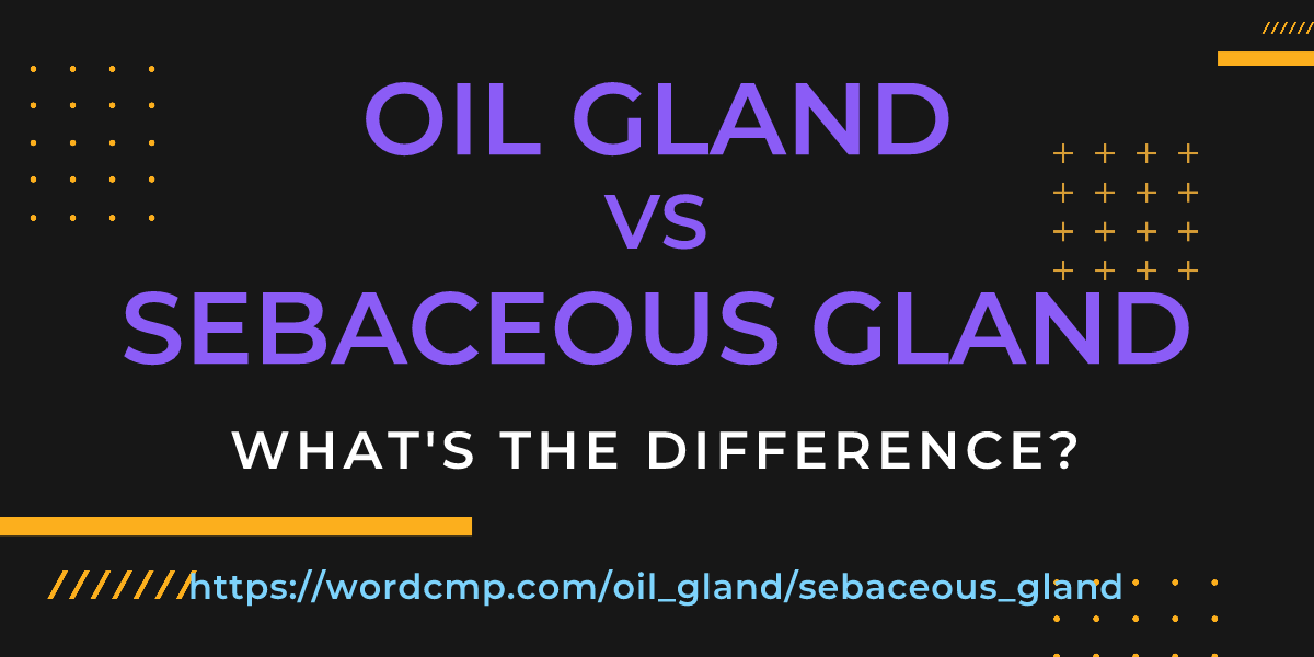 Difference between oil gland and sebaceous gland
