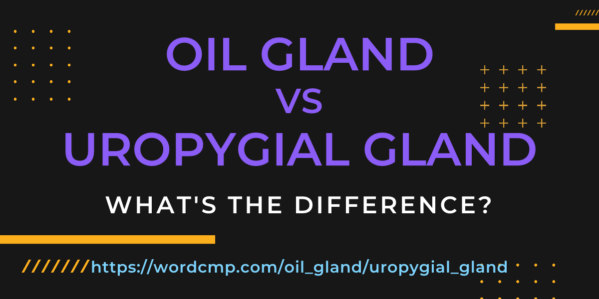 Difference between oil gland and uropygial gland