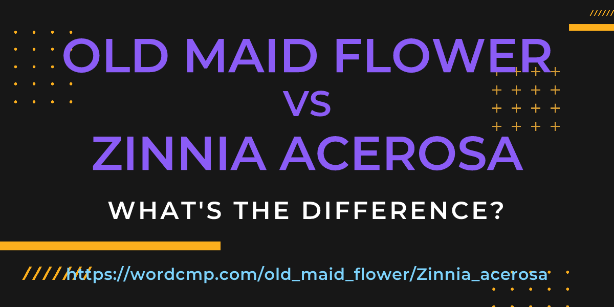 Difference between old maid flower and Zinnia acerosa