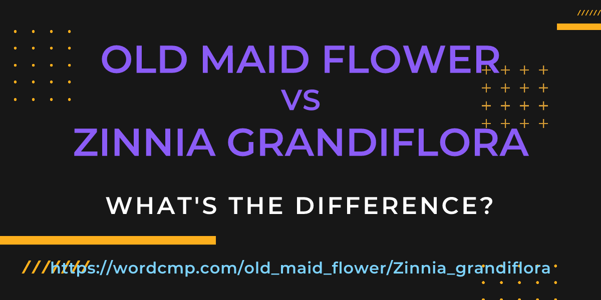 Difference between old maid flower and Zinnia grandiflora