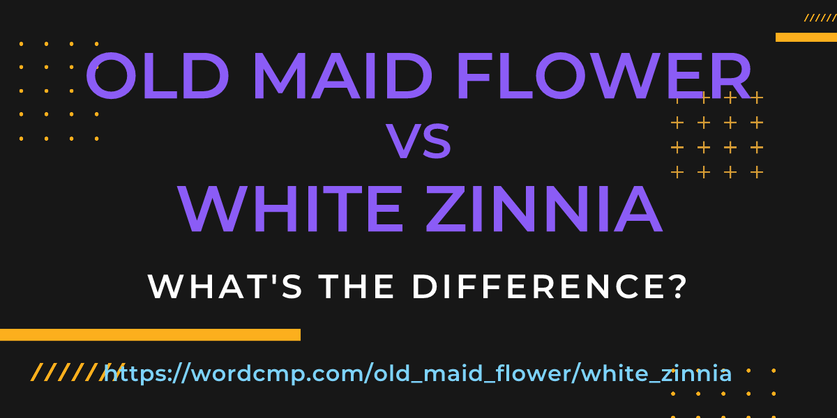 Difference between old maid flower and white zinnia