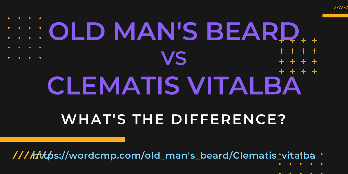 Difference between old man's beard and Clematis vitalba