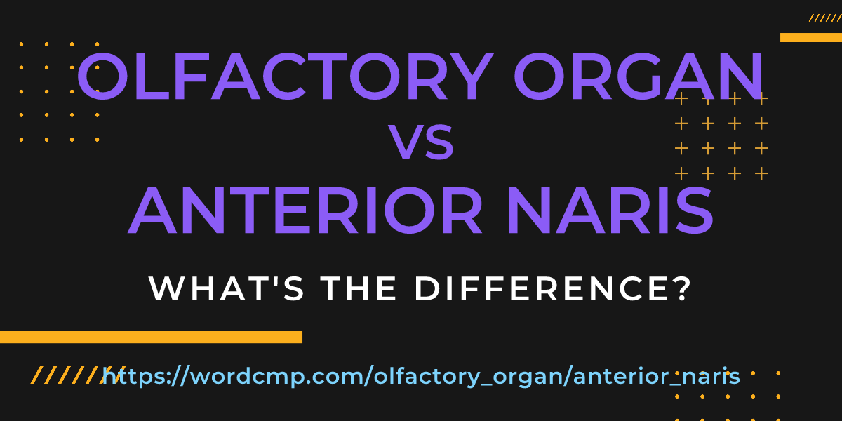 Difference between olfactory organ and anterior naris
