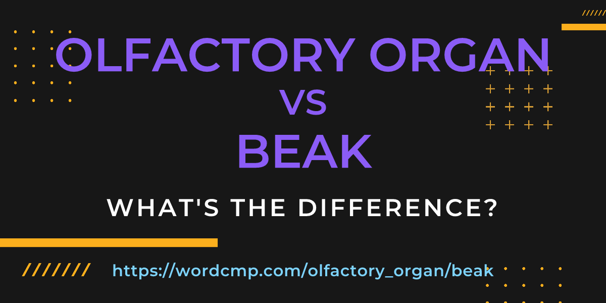 Difference between olfactory organ and beak