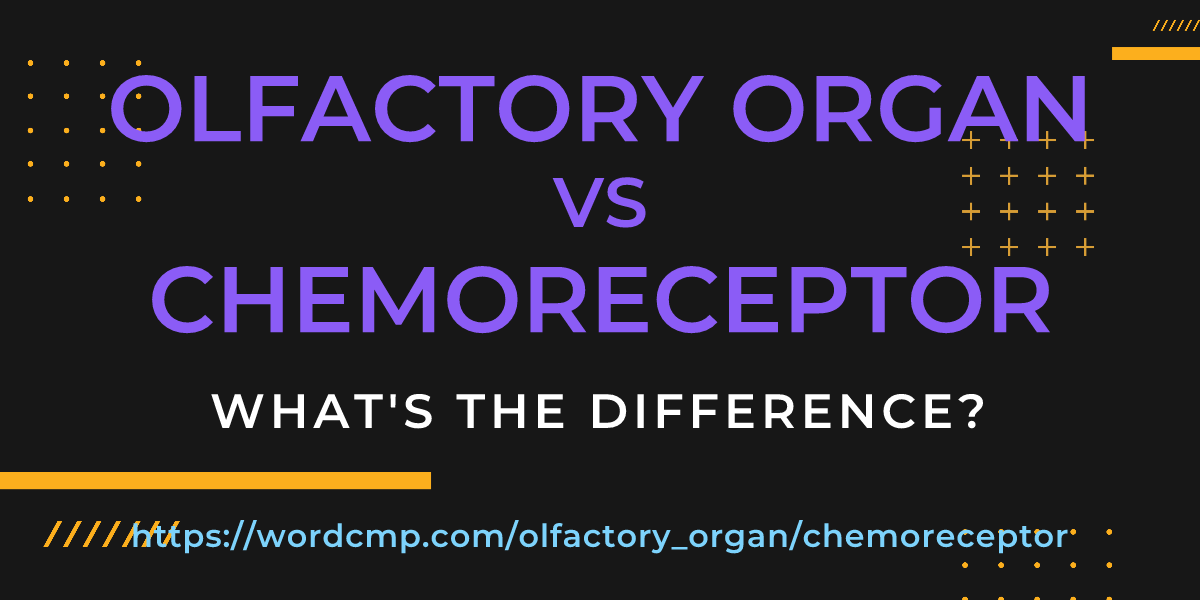 Difference between olfactory organ and chemoreceptor