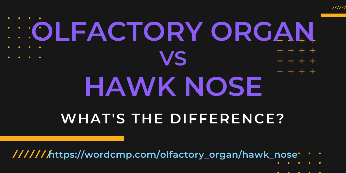 Difference between olfactory organ and hawk nose