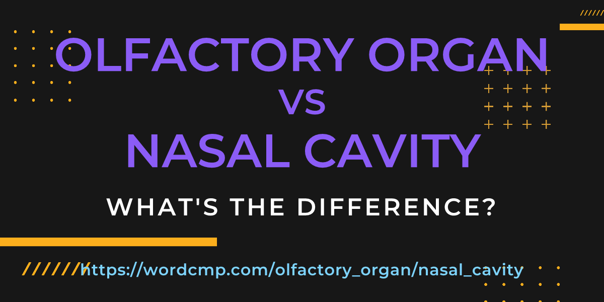 Difference between olfactory organ and nasal cavity