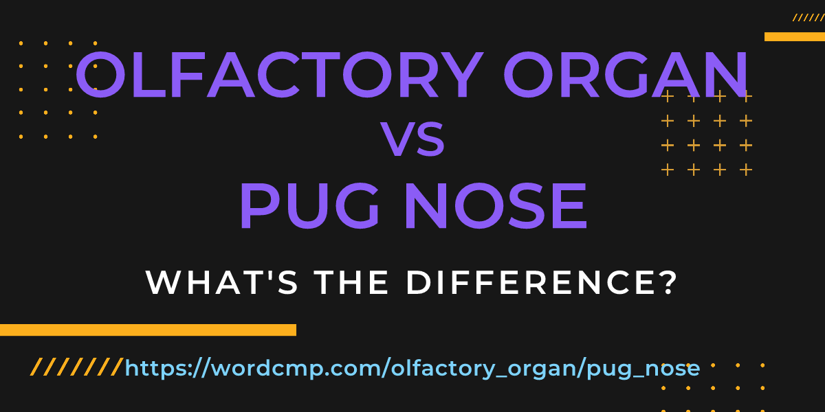 Difference between olfactory organ and pug nose