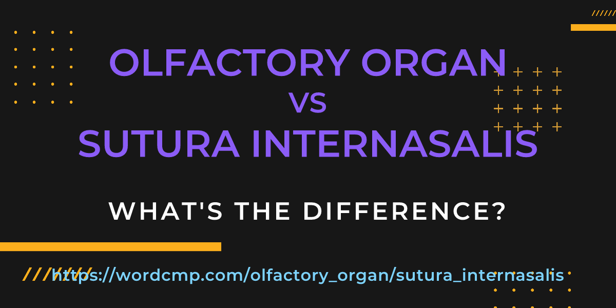Difference between olfactory organ and sutura internasalis