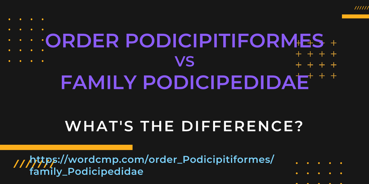Difference between order Podicipitiformes and family Podicipedidae