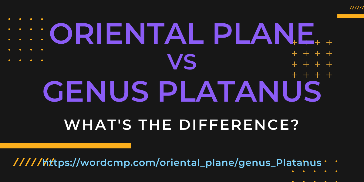 Difference between oriental plane and genus Platanus