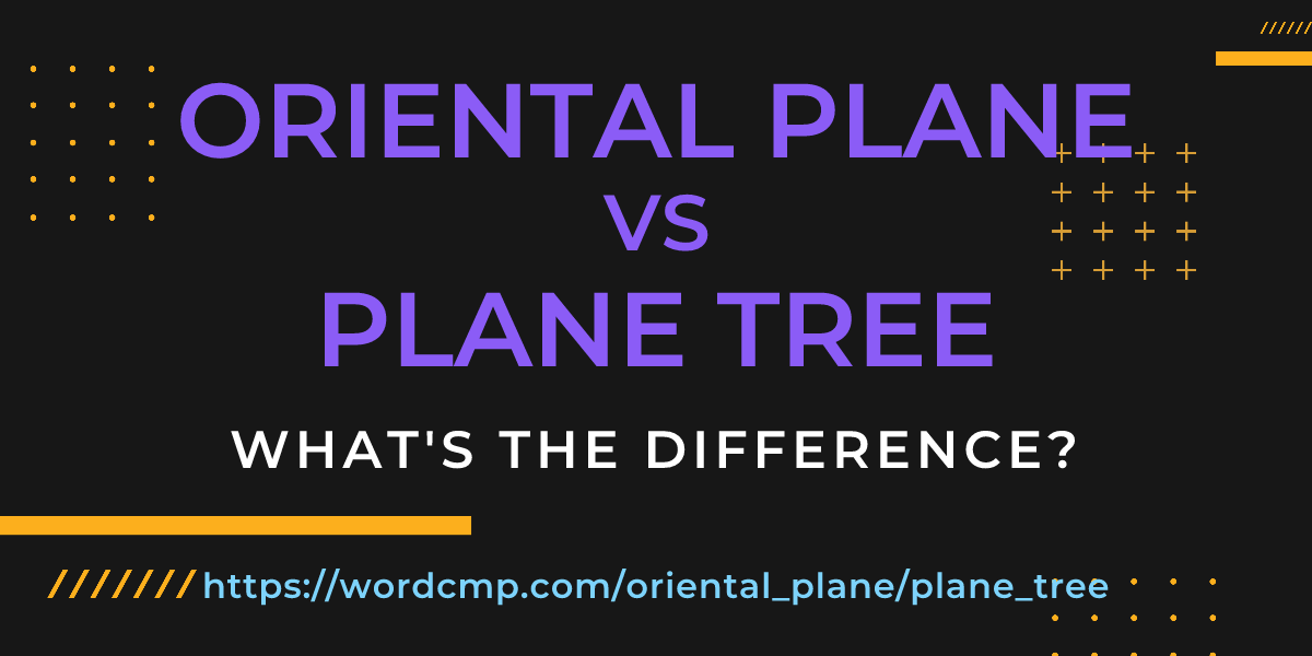 Difference between oriental plane and plane tree