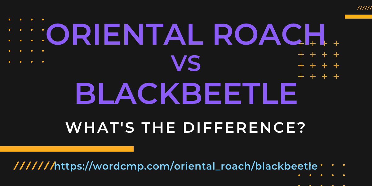 Difference between oriental roach and blackbeetle