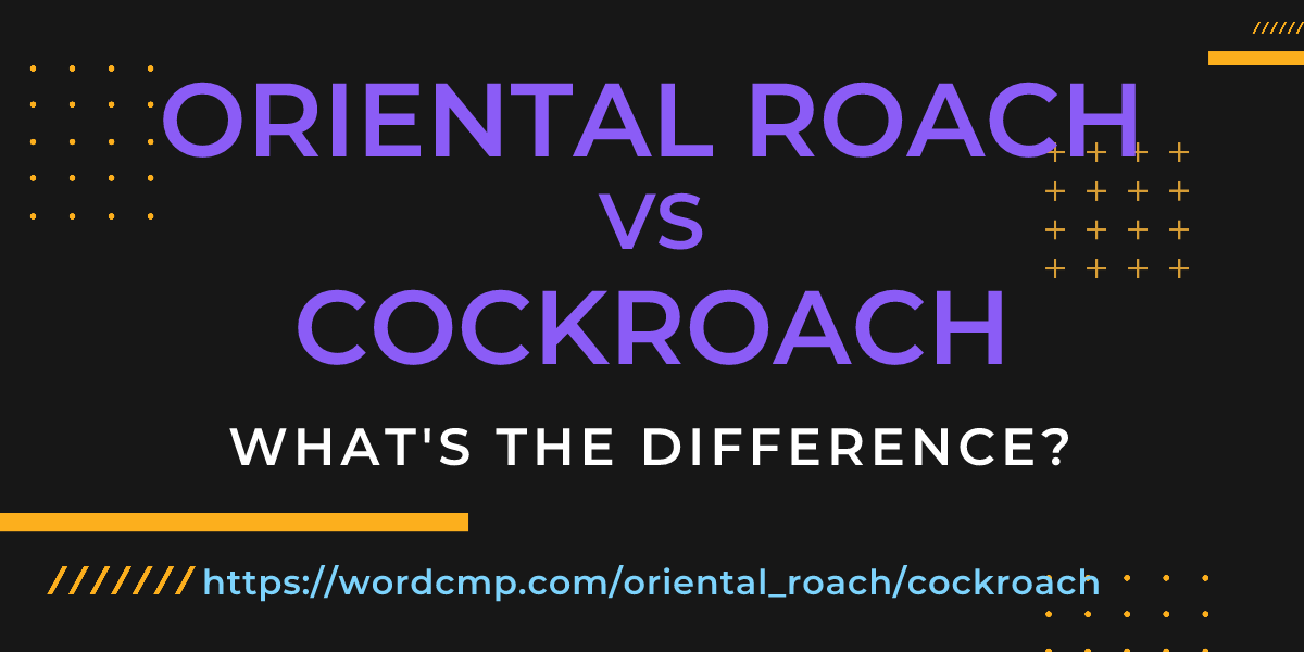 Difference between oriental roach and cockroach
