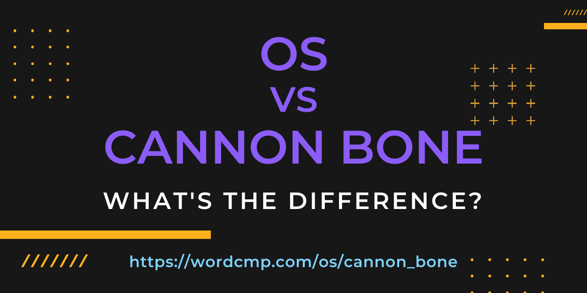 Difference between os and cannon bone