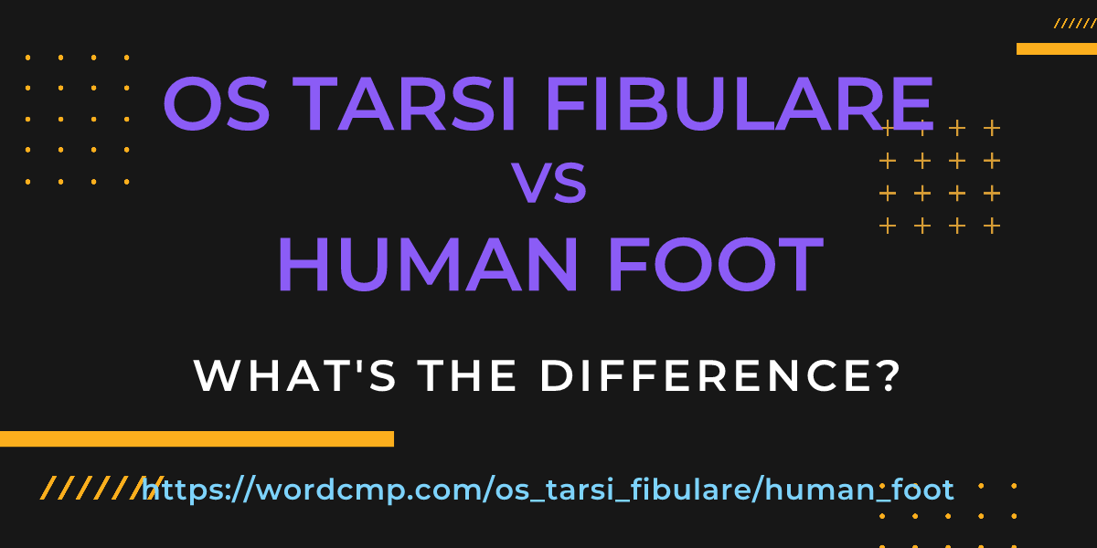 Difference between os tarsi fibulare and human foot