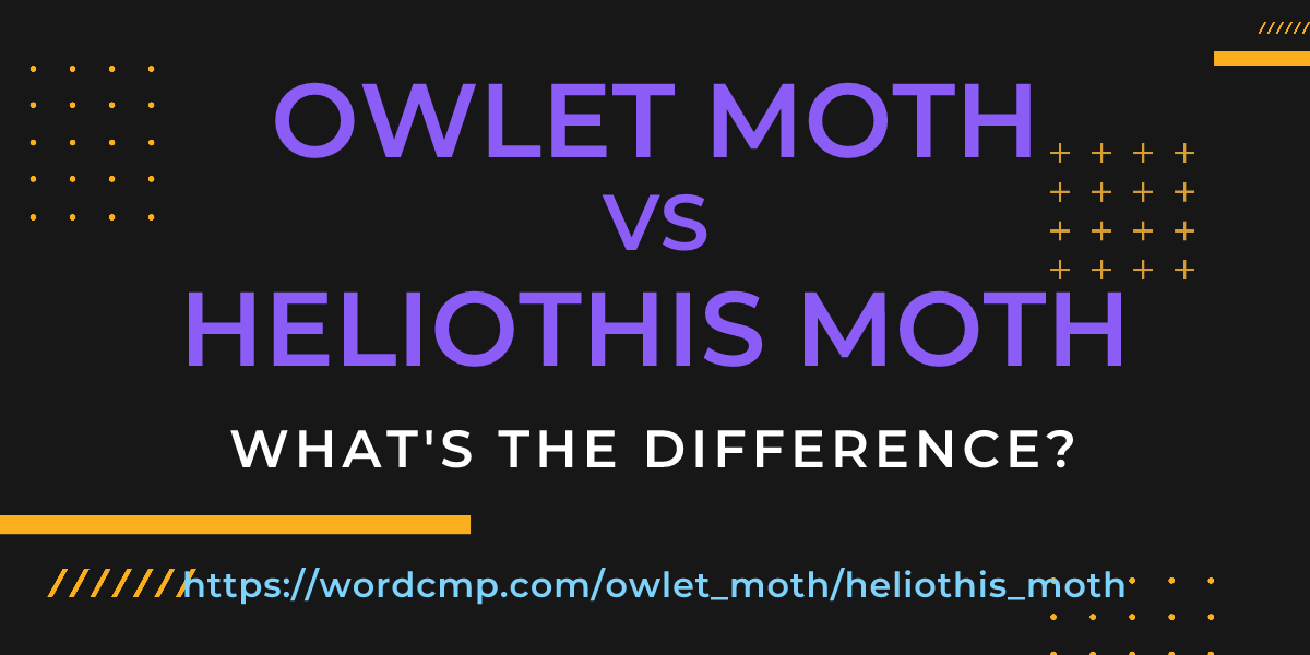 Difference between owlet moth and heliothis moth