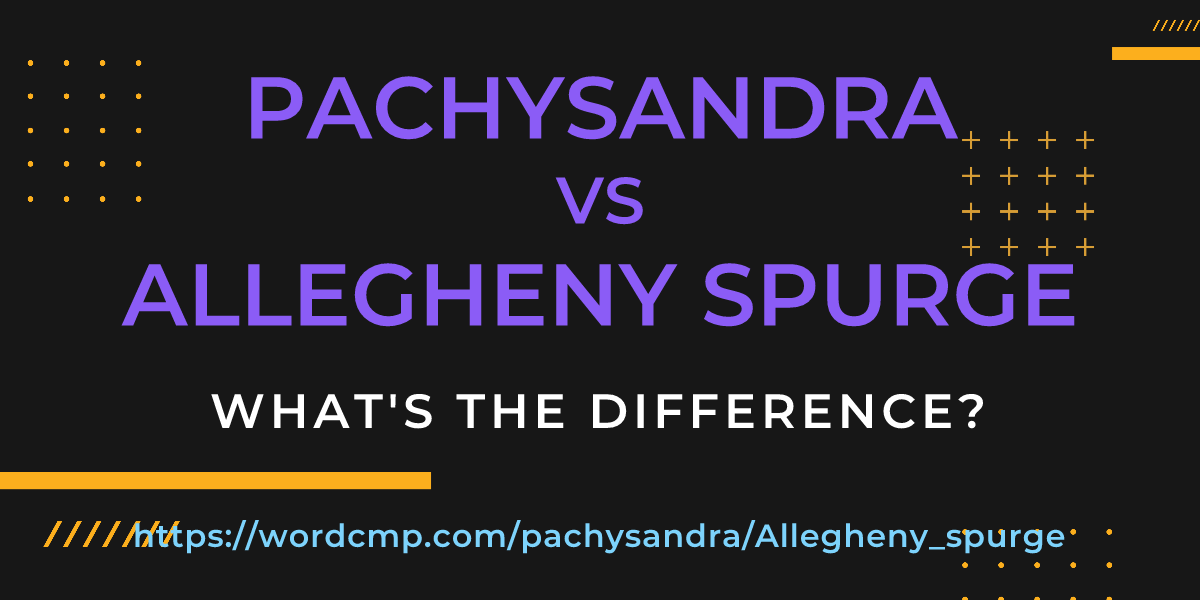 Difference between pachysandra and Allegheny spurge
