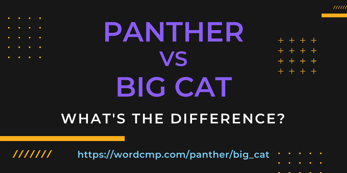 Difference between panther and big cat