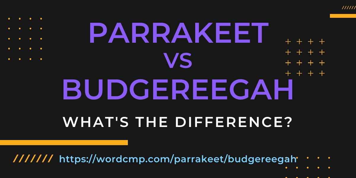 Difference between parrakeet and budgereegah