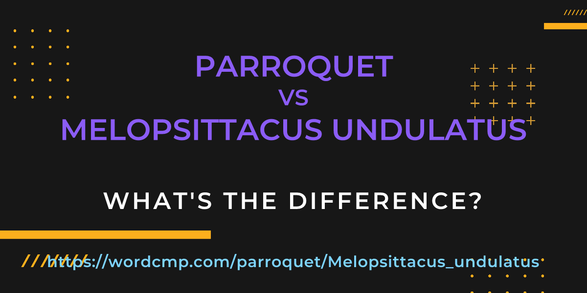 Difference between parroquet and Melopsittacus undulatus