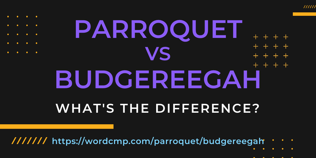 Difference between parroquet and budgereegah