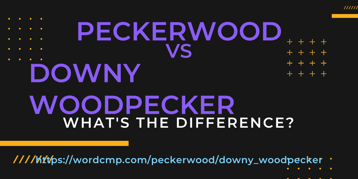 Difference between peckerwood and downy woodpecker