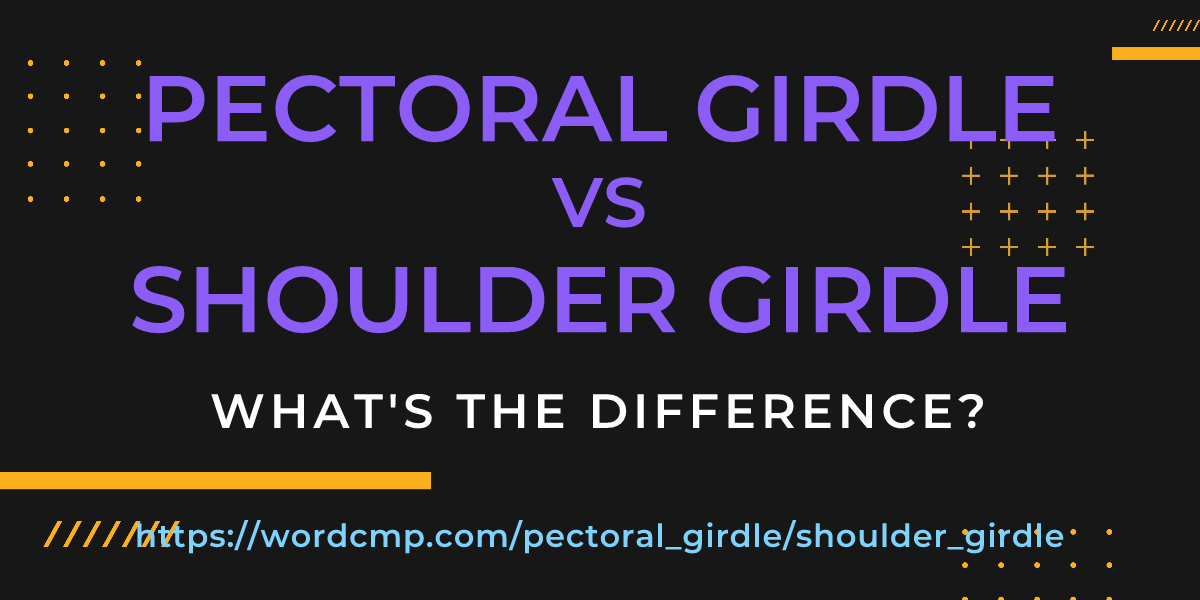 Difference between pectoral girdle and shoulder girdle