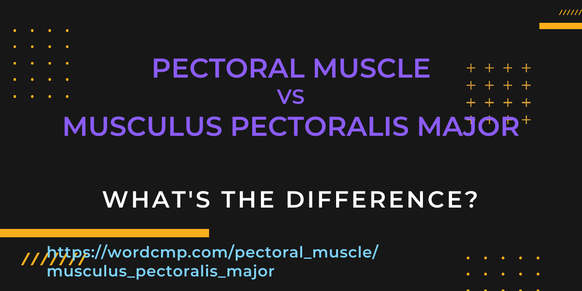 Difference between pectoral muscle and musculus pectoralis major
