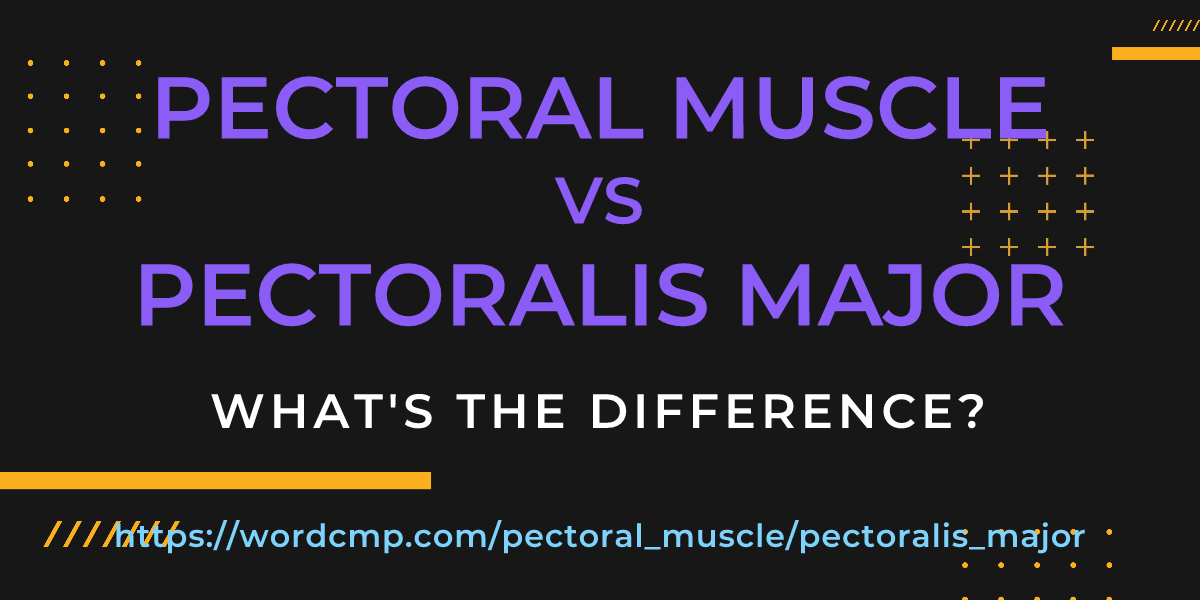 Difference between pectoral muscle and pectoralis major