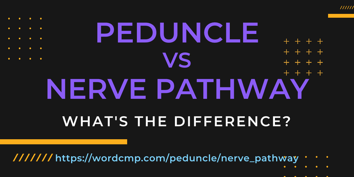 Difference between peduncle and nerve pathway