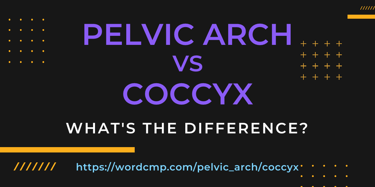 Difference between pelvic arch and coccyx