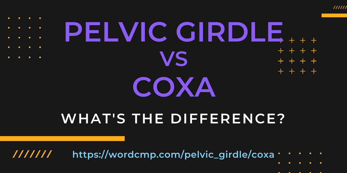 Difference between pelvic girdle and coxa