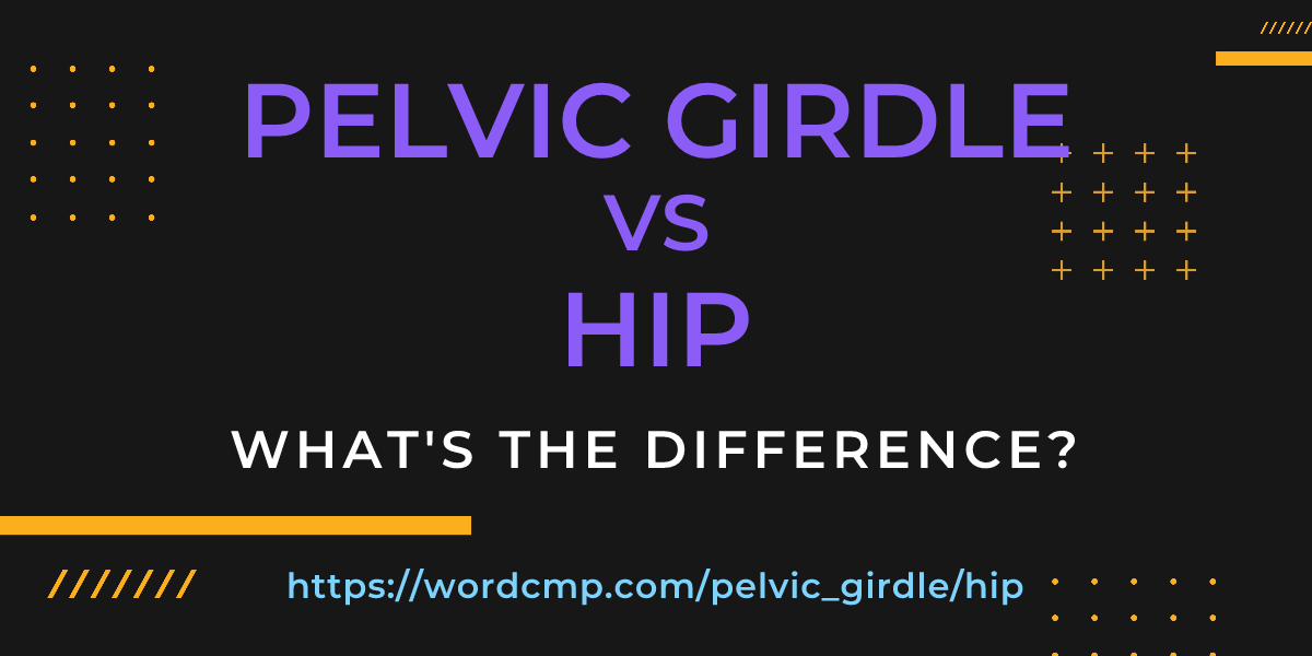Difference between pelvic girdle and hip
