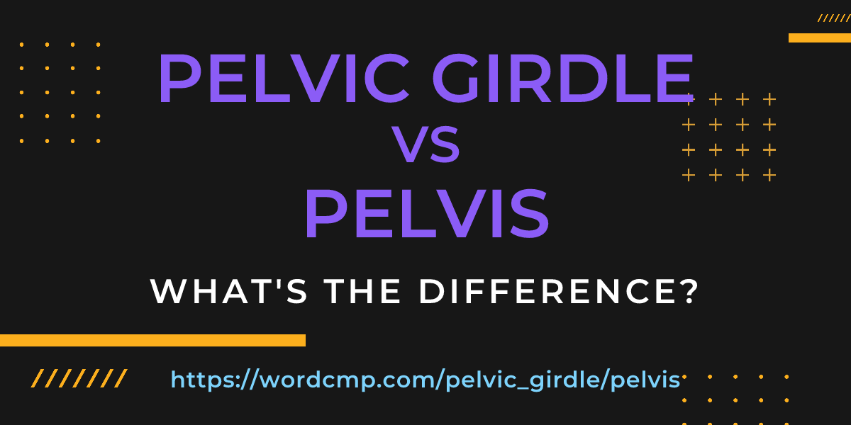 Difference between pelvic girdle and pelvis