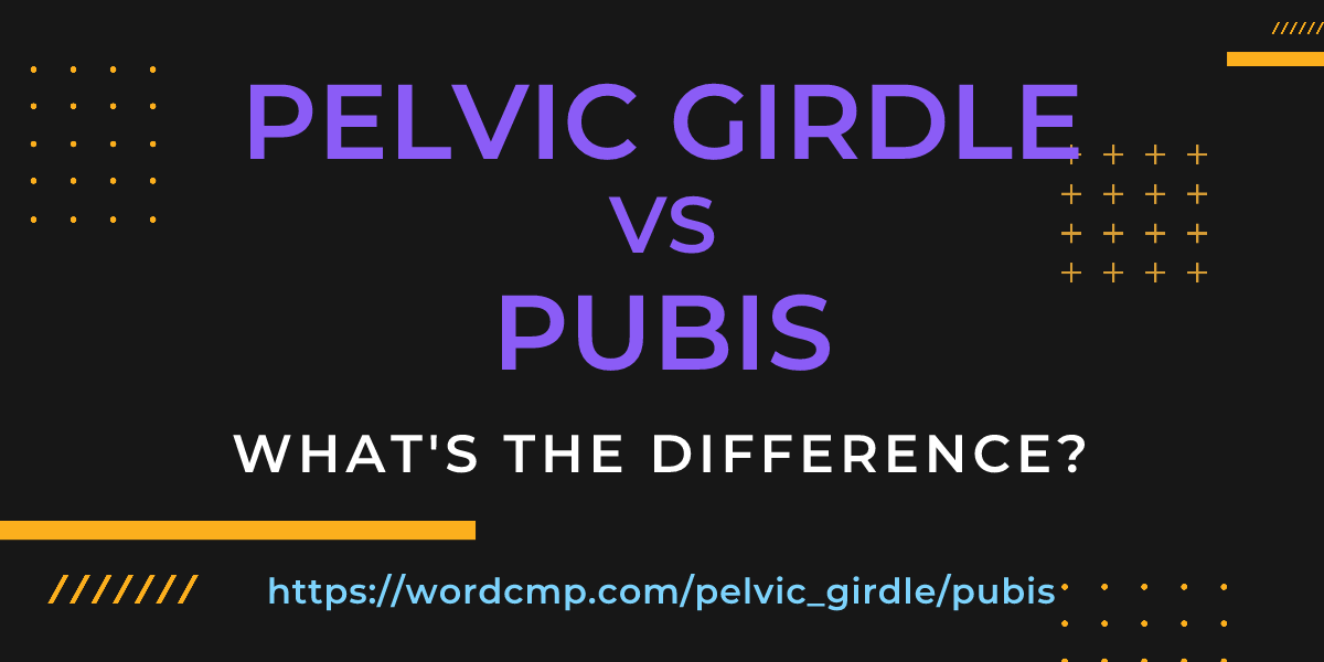 Difference between pelvic girdle and pubis