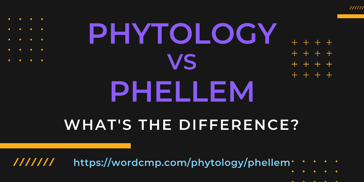 Difference between phytology and phellem