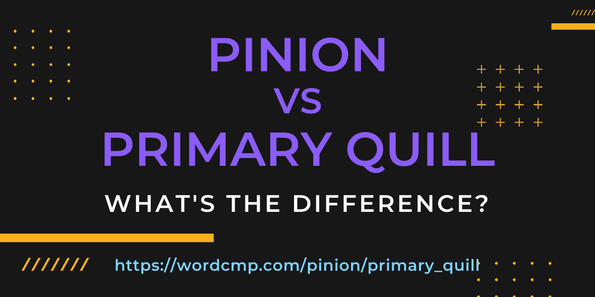 Difference between pinion and primary quill