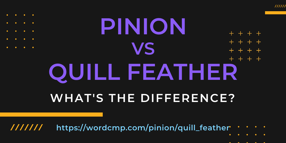 Difference between pinion and quill feather