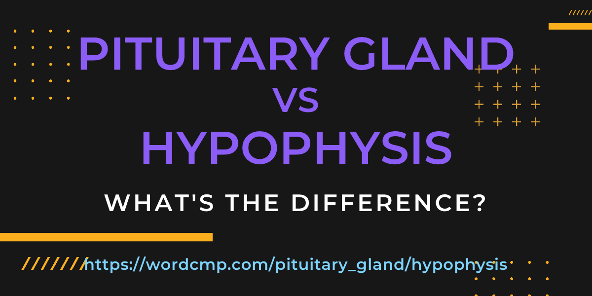 Difference between pituitary gland and hypophysis