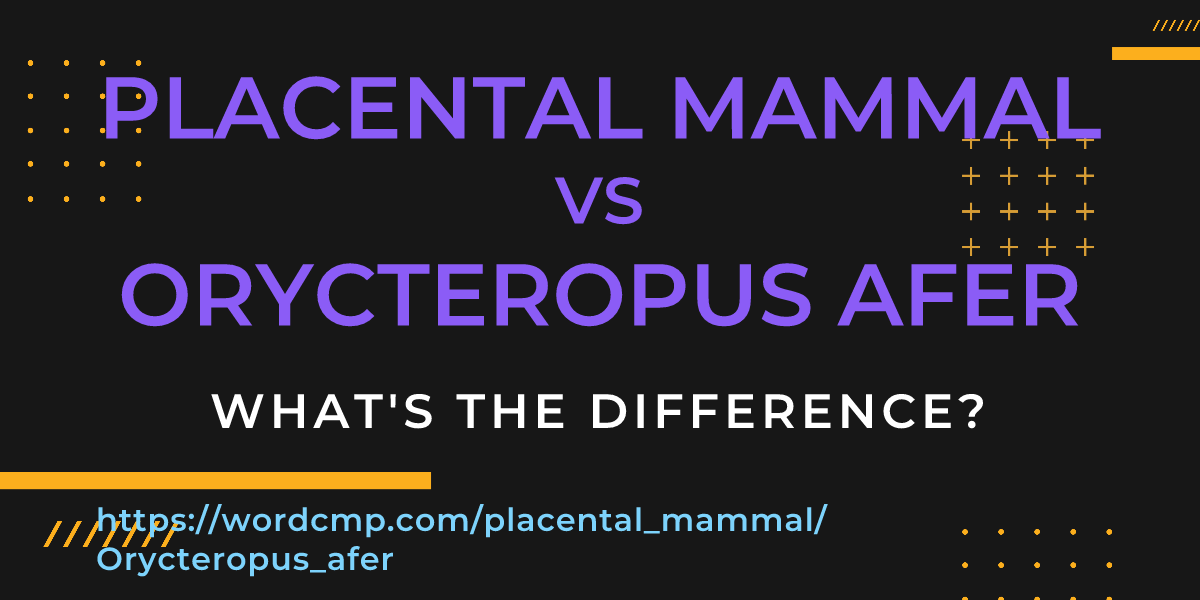 Difference between placental mammal and Orycteropus afer