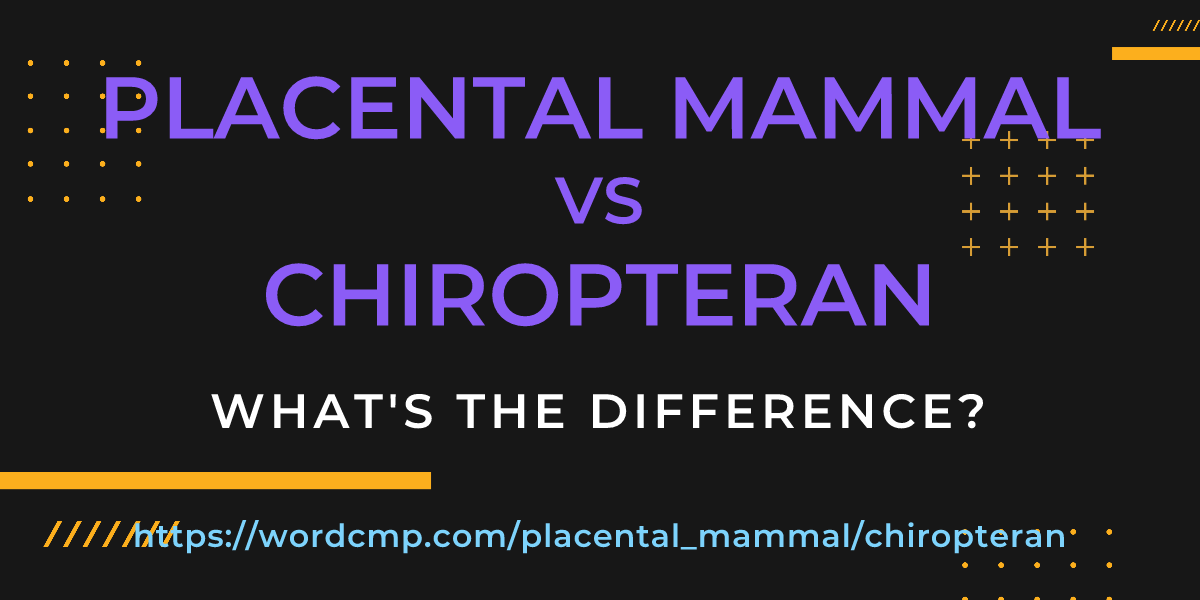 Difference between placental mammal and chiropteran
