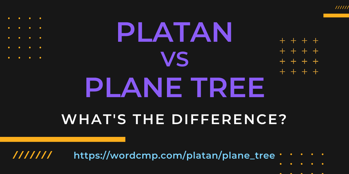 Difference between platan and plane tree