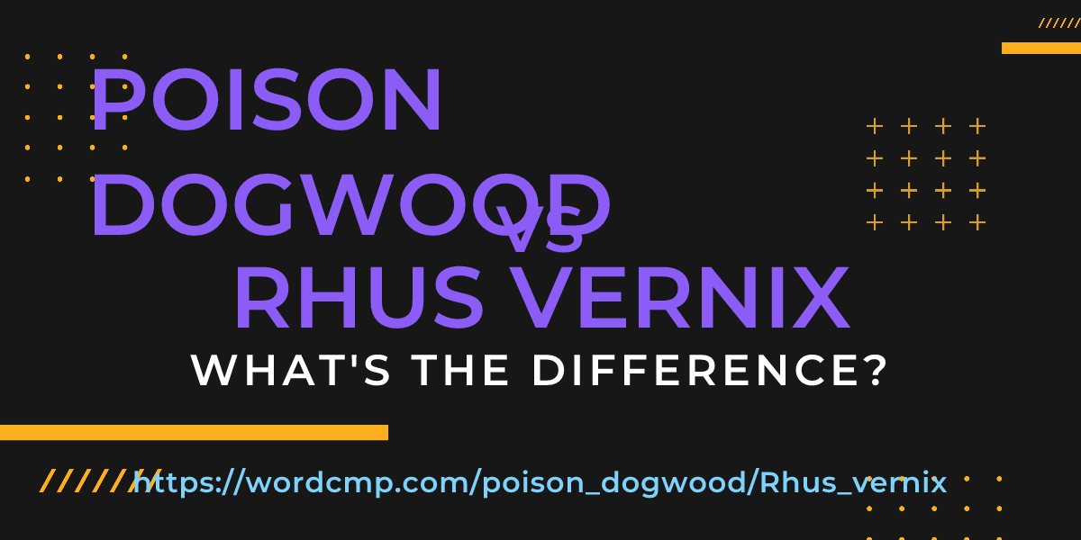 Difference between poison dogwood and Rhus vernix
