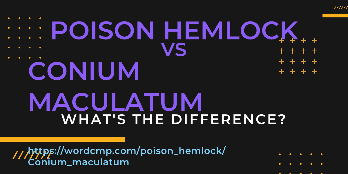 Difference between poison hemlock and Conium maculatum