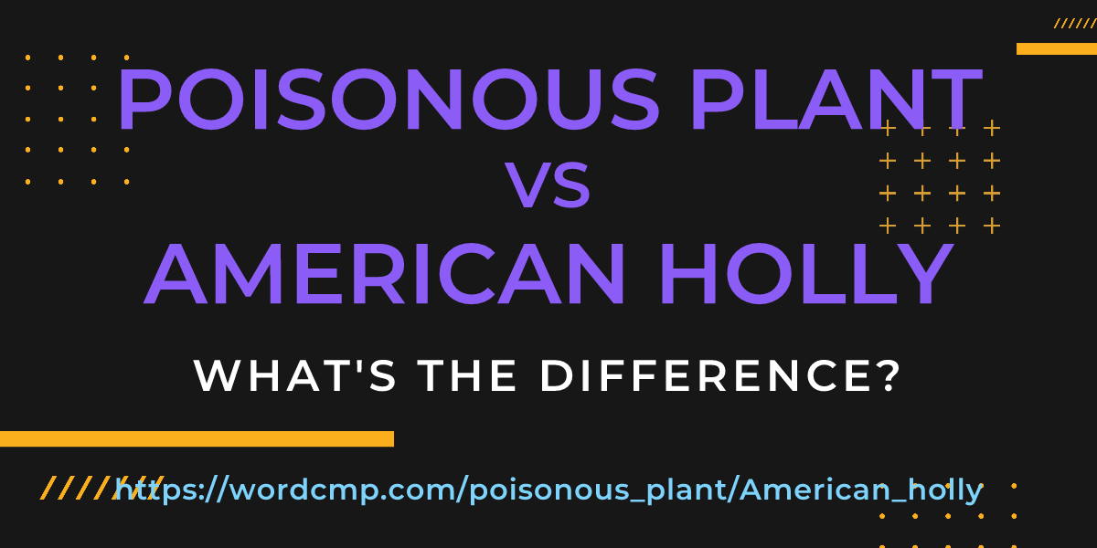 Difference between poisonous plant and American holly