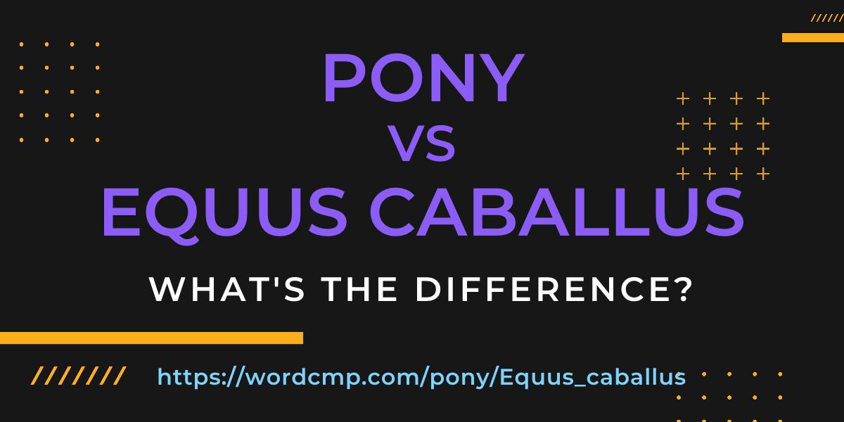 Difference between pony and Equus caballus