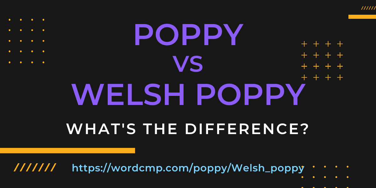 Difference between poppy and Welsh poppy